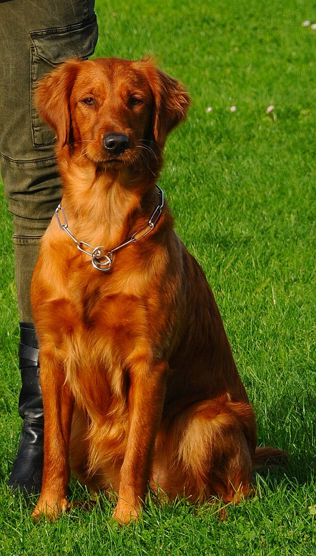 Manhattan a rejoint le concours — aidez-le/la à gagner de superbes lots ! canidae, carnivore, companion_dog, dog, dog_breed, flat_coated_retriever, golden_retriever, hovawart, irish_setter, liver, mammal, nova_scotia_duck_tolling_retriever, rare_breed_dog, retriever, setter, spaniel, sporting_group, styrian_coarse_haired_hound, vertebrate