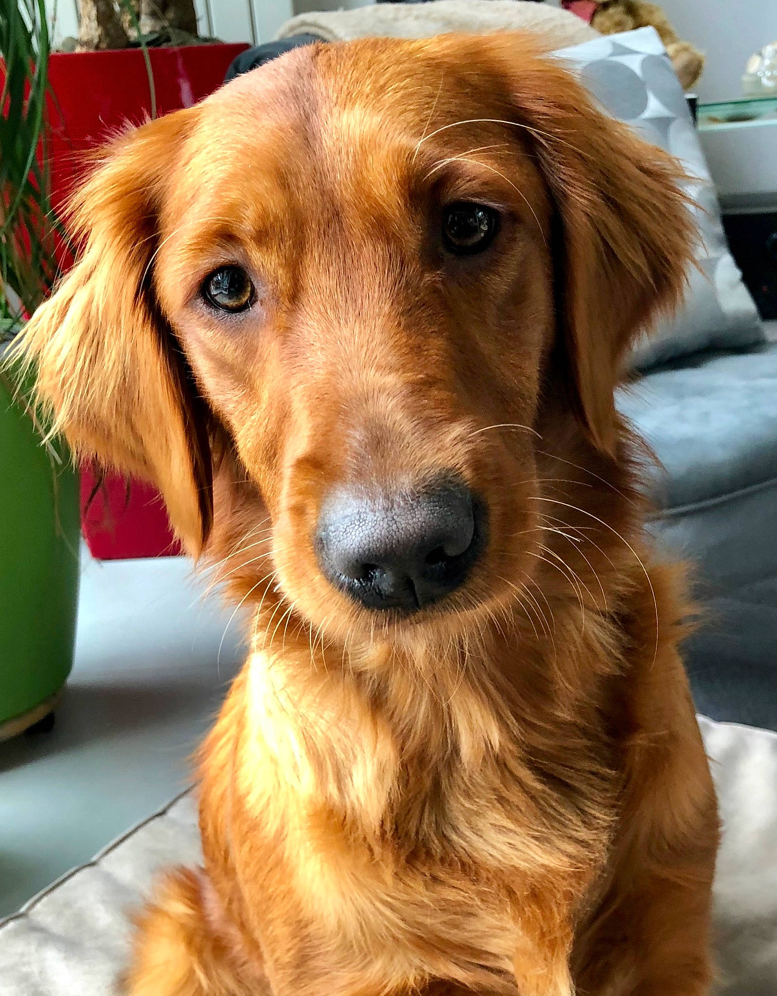 Manhattan a rejoint le concours — aidez-le/la à gagner de superbes lots ! canidae, carnivore, companion_dog, dog, dog_breed, ear, fawn, flat_coated_retriever, fur, golden_retriever, mammal, nova_scotia_duck_tolling_retriever, rare_breed_dog, retriever, snout, sporting_group, vertebrate, whiskers