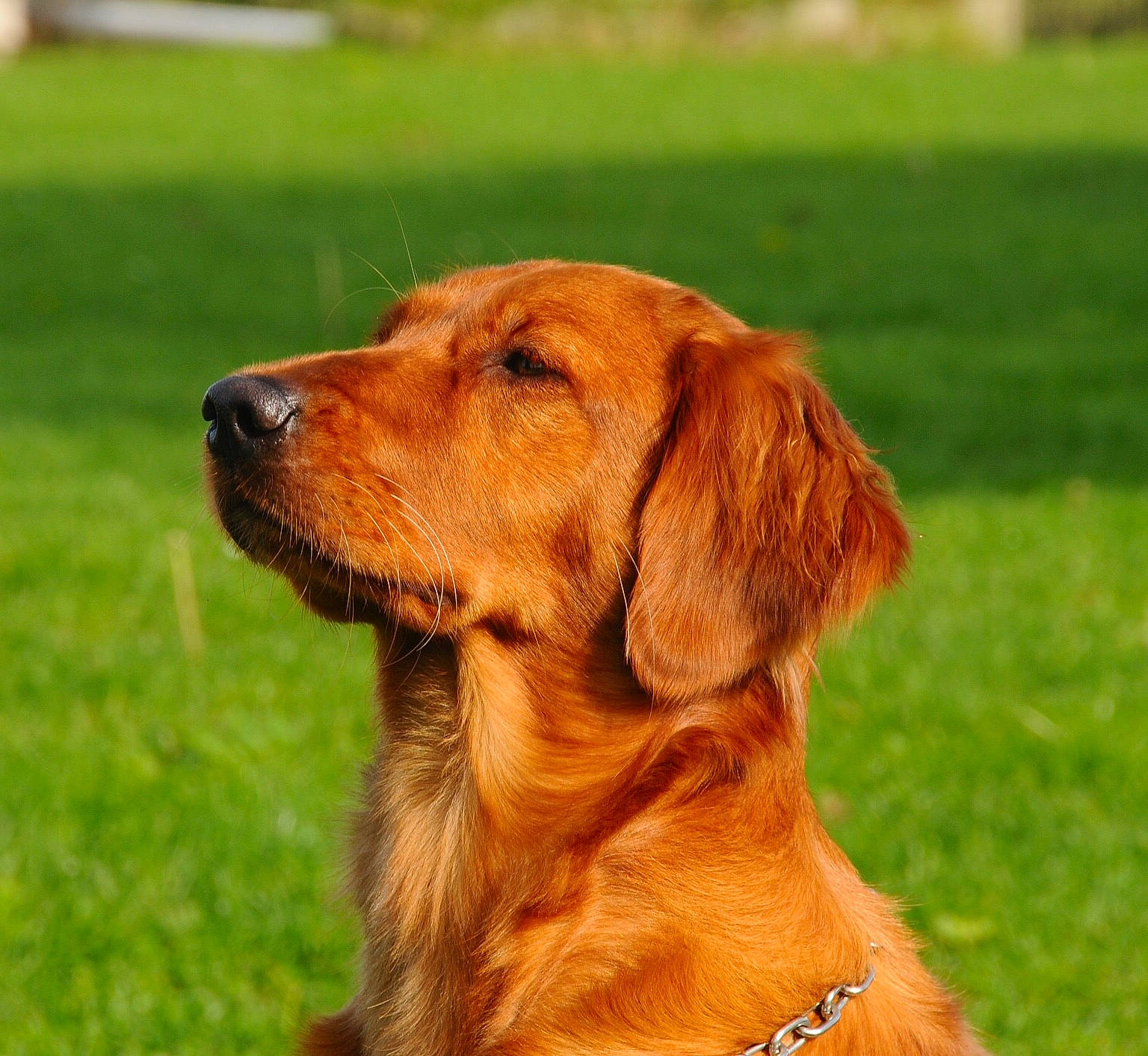 Manhattan participe au concours pour gagner de l'argent avec cette photo : broholmer, canidae, carnivore, companion_dog, dog, dog_breed, flat_coated_retriever, golden_retriever, hunting_dog, irish_setter, mammal, nova_scotia_duck_tolling_retriever, rare_breed_dog, retriever, setter, sporting_group, styrian_coarse_haired_hound, vertebrate, wirehaired_vizsla