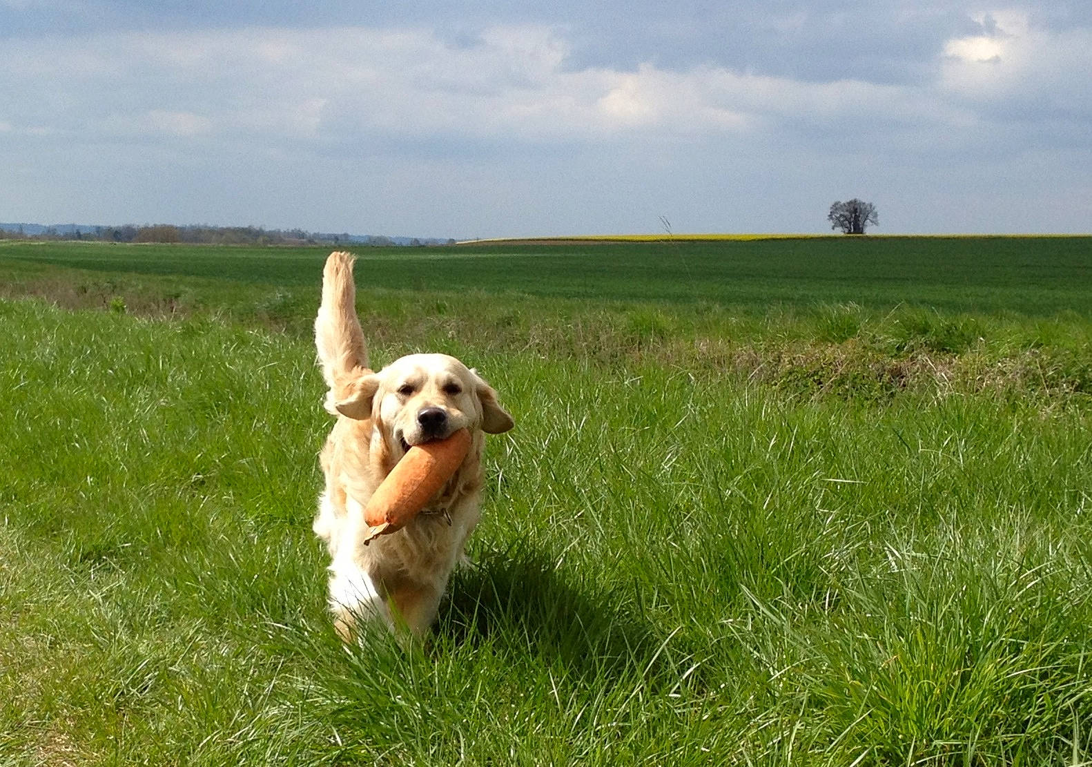 Echo participe au concours pour gagner de l'argent avec cette photo : american_cocker_spaniel, basset_fauve_de_bretagne, canidae, carnivore, cocker_spaniel, companion_dog, dog, dog_breed, field_trial, golden_retriever, grass, grassland, hunting_dog, mammal, pasture, retriever, sporting_group, vertebrate
