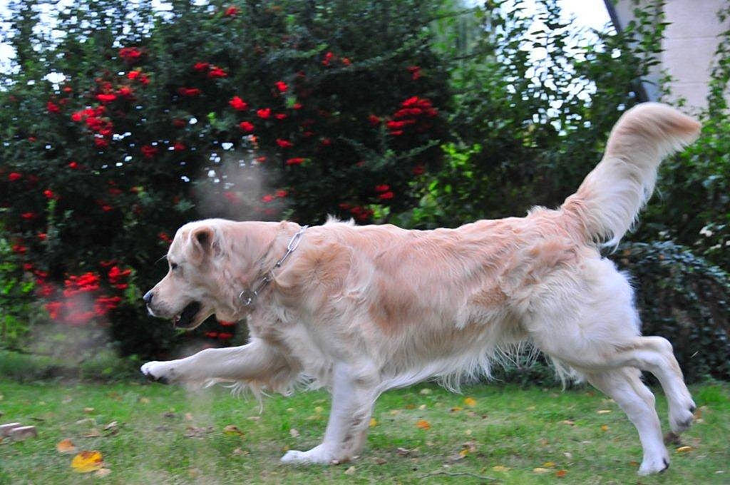 Echo participe au concours pour gagner de l'argent avec cette photo : canidae, carnivore, companion_dog, dog, dog_breed, fawn, golden_retriever, livestock_guardian_dog, mammal, retriever, sporting_group, tail, vertebrate