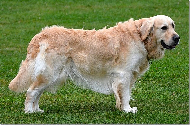 Echo a rejoint le concours — aidez-le/la à gagner de superbes lots ! ancient_dog_breeds, canidae, carnivore, companion_dog, dog, dog_breed, golden_retriever, mammal, rare_breed_dog, retriever, sporting_group, vertebrate