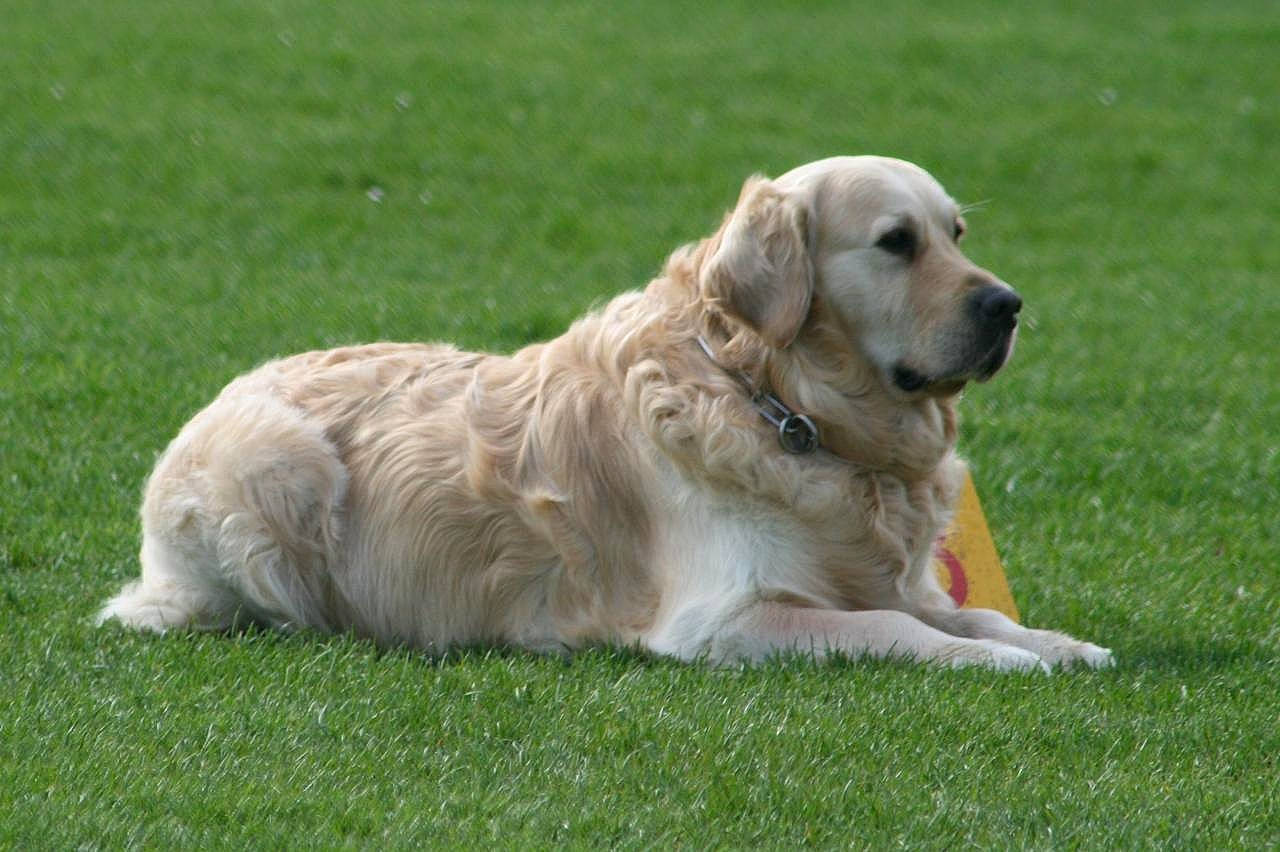 Echo participe au concours pour gagner de l'argent avec cette photo : anatolian_shepherd_dog, canidae, carnivore, companion_dog, dog, dog_breed, fawn, flat_coated_retriever, golden_retriever, grass, hovawart, mammal, rare_breed_dog, retriever, sporting_group, vertebrate