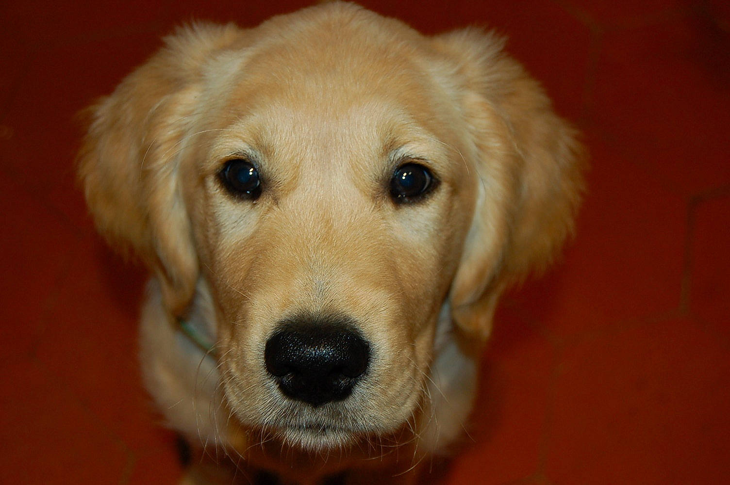 Comète participe au concours pour gagner de l'argent avec cette photo : beagador, canidae, carnivore, companion_dog, dog, dog_breed, fawn, fur, golden_retriever, labrador_retriever, mammal, nose, puppy, rare_breed_dog, retriever, small_greek_domestic_dog, snout, sporting_group, vertebrate, whiskers