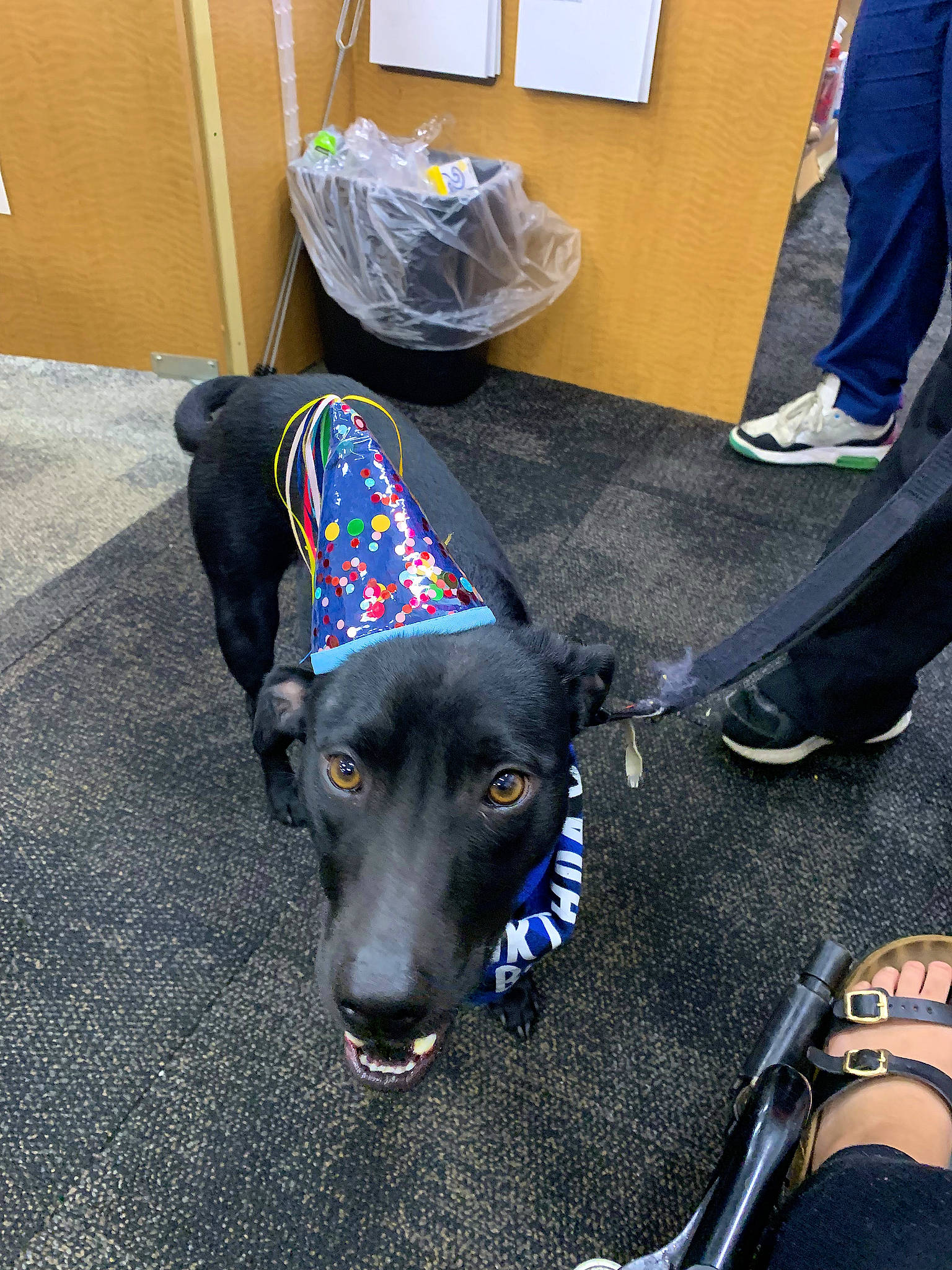 Bear joined the competition — help win amazing prizes! bag, box, canidae, carnivore, collar, companion_dog, dog, dog_breed, dog_collar, dog_supply, electric_blue, fashion_accessory, flooring, foot, human_leg, leash, luggage_and_bags, pet_supply, sporting_group, working_animal