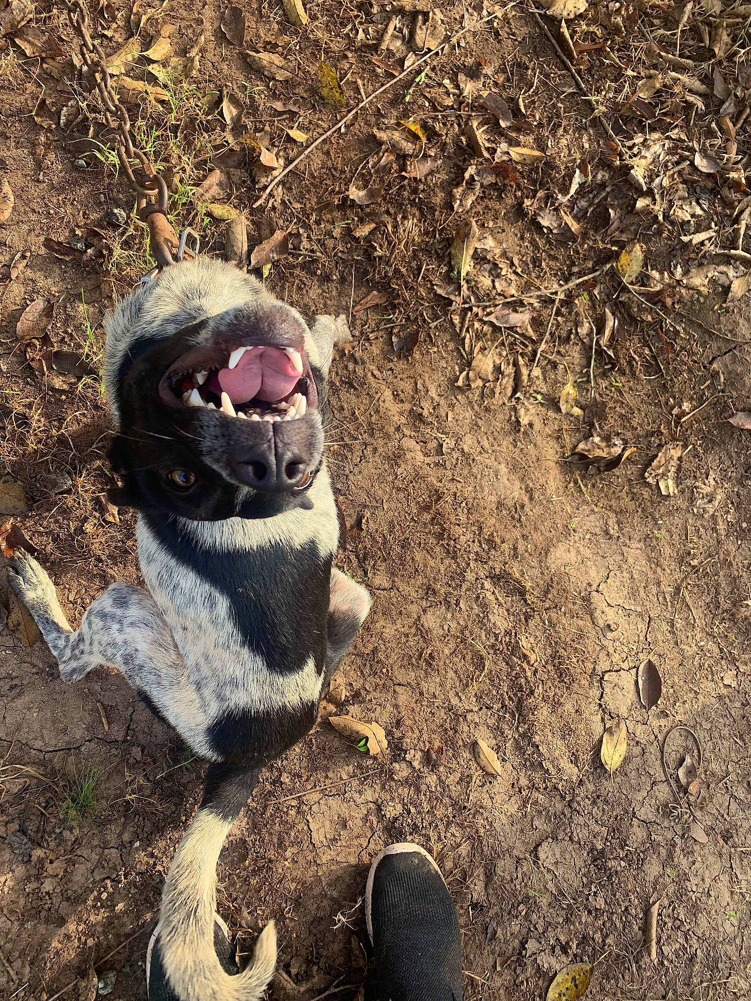 Ashe joined the competition — help win amazing prizes! canidae, carnivore, companion_dog, dog, dog_breed, eyewear, fawn, flightless_bird, foot, fur, grass, landscape, paw, shadow, soil, sporting_group, sunglasses, tail, terrestrial_animal, whiskers