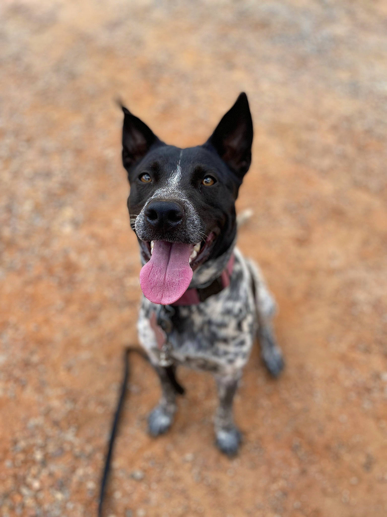 Ashe joined the competition — help win amazing prizes! australian_cattle_dog, canidae, carnivore, collar, companion_dog, dog, dog_breed, dog_collar, dog_supply, fawn, french_bulldog, guard_dog, hunting_dog, non_sporting_group, soil, sporting_group, tail, terrestrial_animal, working_animal, working_dog