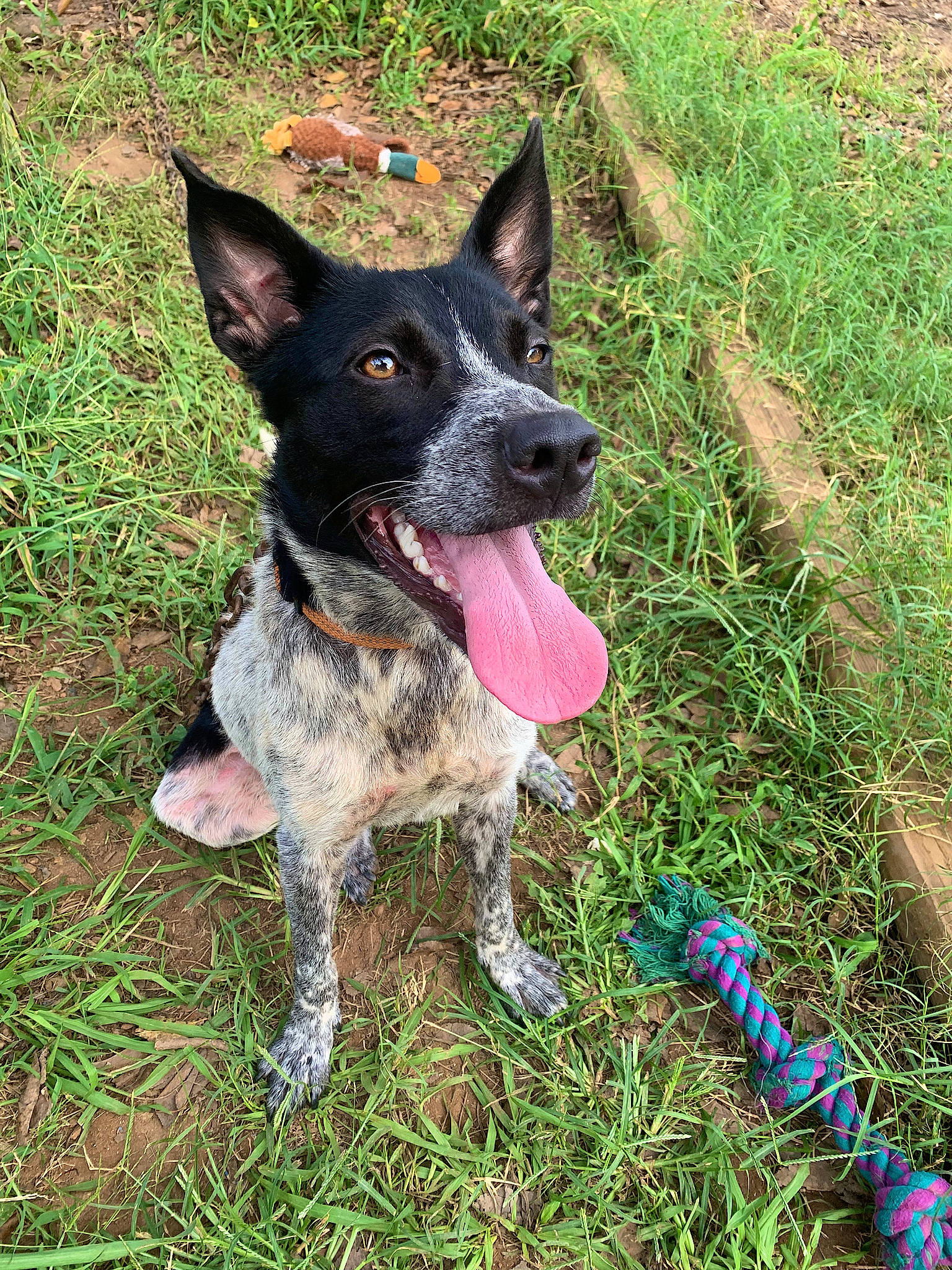 Ashe is registered to the contest to win money with this photo: adventure, australian_stumpy_tail_cattle_dog, canidae, carmine, carnivore, collar, companion_dog, dog, dog_breed, dog_collar, dog_supply, grass, herding_dog, hunting_dog, non_sporting_group, plant, sporting_group, tail, working_animal, working_dog