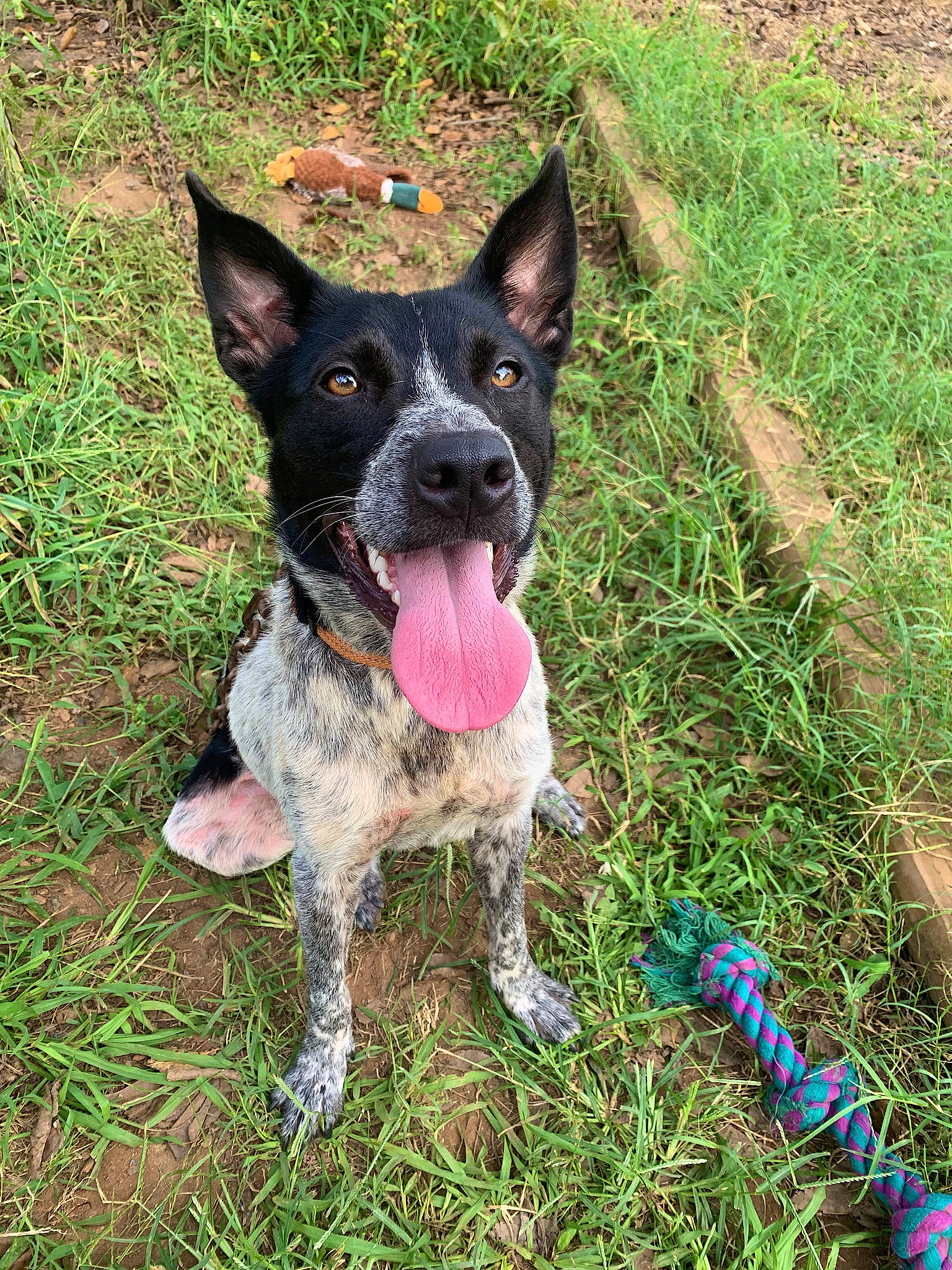 Ashe is registered to the contest to win money with this photo: australian_cattle_dog, australian_stumpy_tail_cattle_dog, canidae, carmine, carnivore, collar, companion_dog, dog, dog_breed, dog_collar, fawn, grass, herding_dog, hunting_dog, plant, snout, sporting_group, texas_heeler, working_animal, working_dog