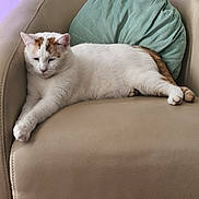 Simba a rejoint le concours — aidez-le/la à gagner de superbes lots ! cat, white_cat, orange_patches, lounging, chair, leather_chair, pillow, green_pillow, indoor, pet, feline, relaxed, resting, animal, cute, paw, stretching, fur, whiskers, domestic_cat