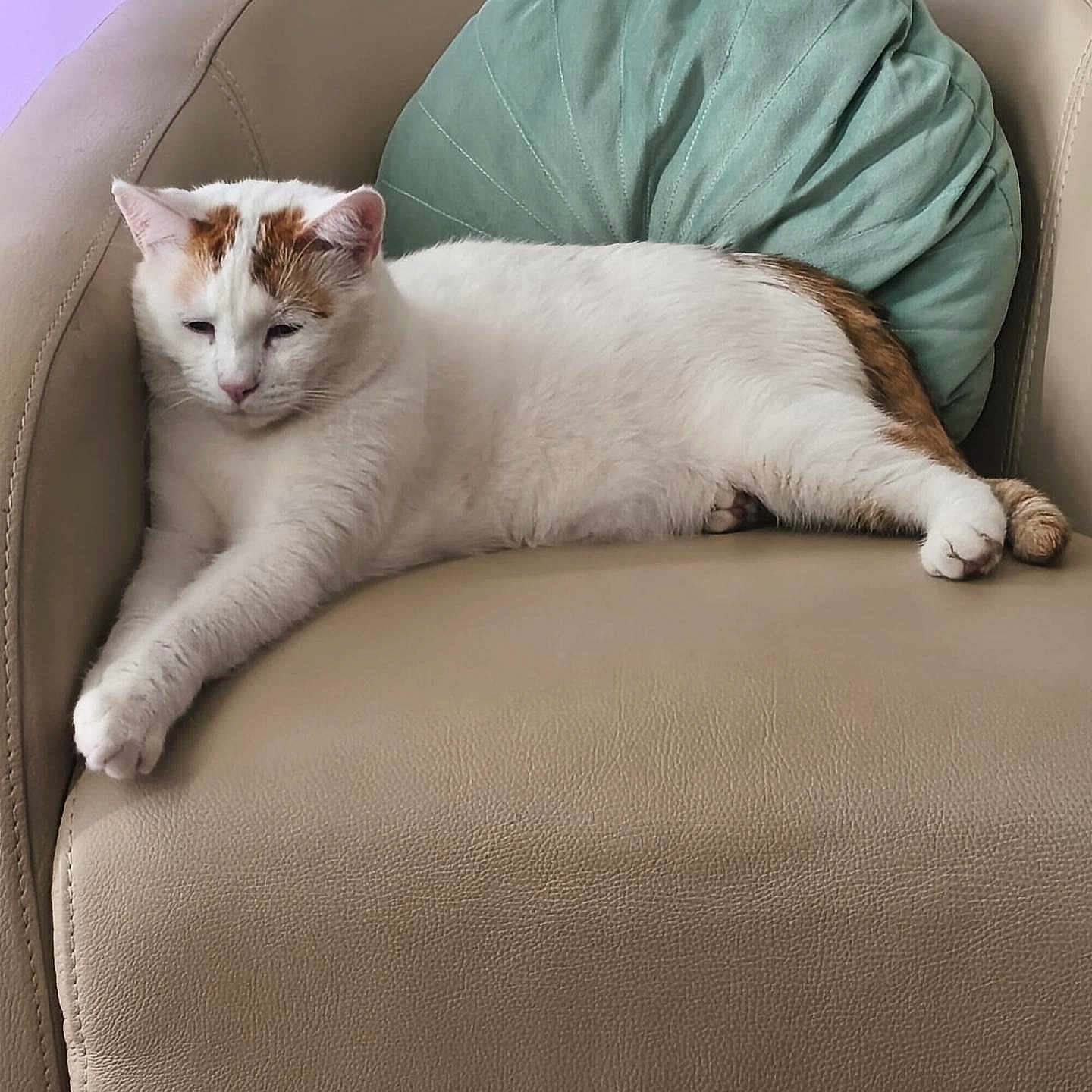 Simba a rejoint le concours — aidez-le/la à gagner de superbes lots ! cat, white_cat, orange_patches, lounging, chair, leather_chair, pillow, green_pillow, indoor, pet, feline, relaxed, resting, animal, cute, paw, stretching, fur, whiskers, domestic_cat