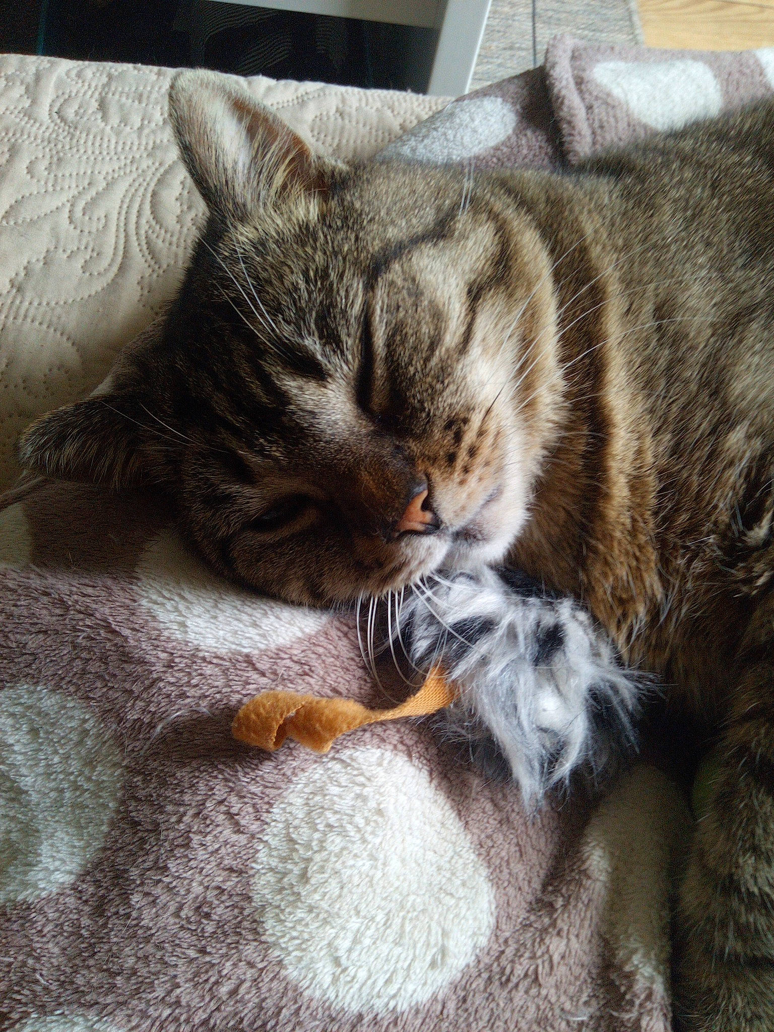 Doudoune participe au concours pour gagner de l'argent avec cette photo : carnivore, cat, claw, comfort, domestic_short_haired_cat, felidae, fur, grey, nap, paw, sitting, sleep, small_to_medium_sized_cats, snout, tail, whiskers, wood