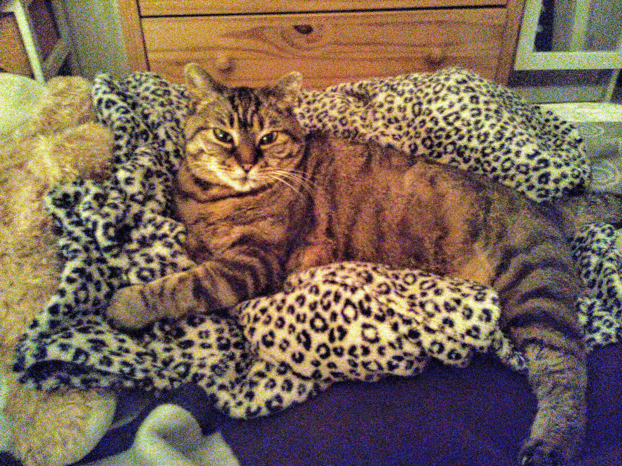 Doudoune a rejoint le concours — aidez-le/la à gagner de superbes lots ! big_cats, carnivore, cat, comfort, domestic_short_haired_cat, fawn, felidae, fur, leopard, linens, nap, pattern, paw, small_to_medium_sized_cats, snout, terrestrial_animal, whiskers, wildlife