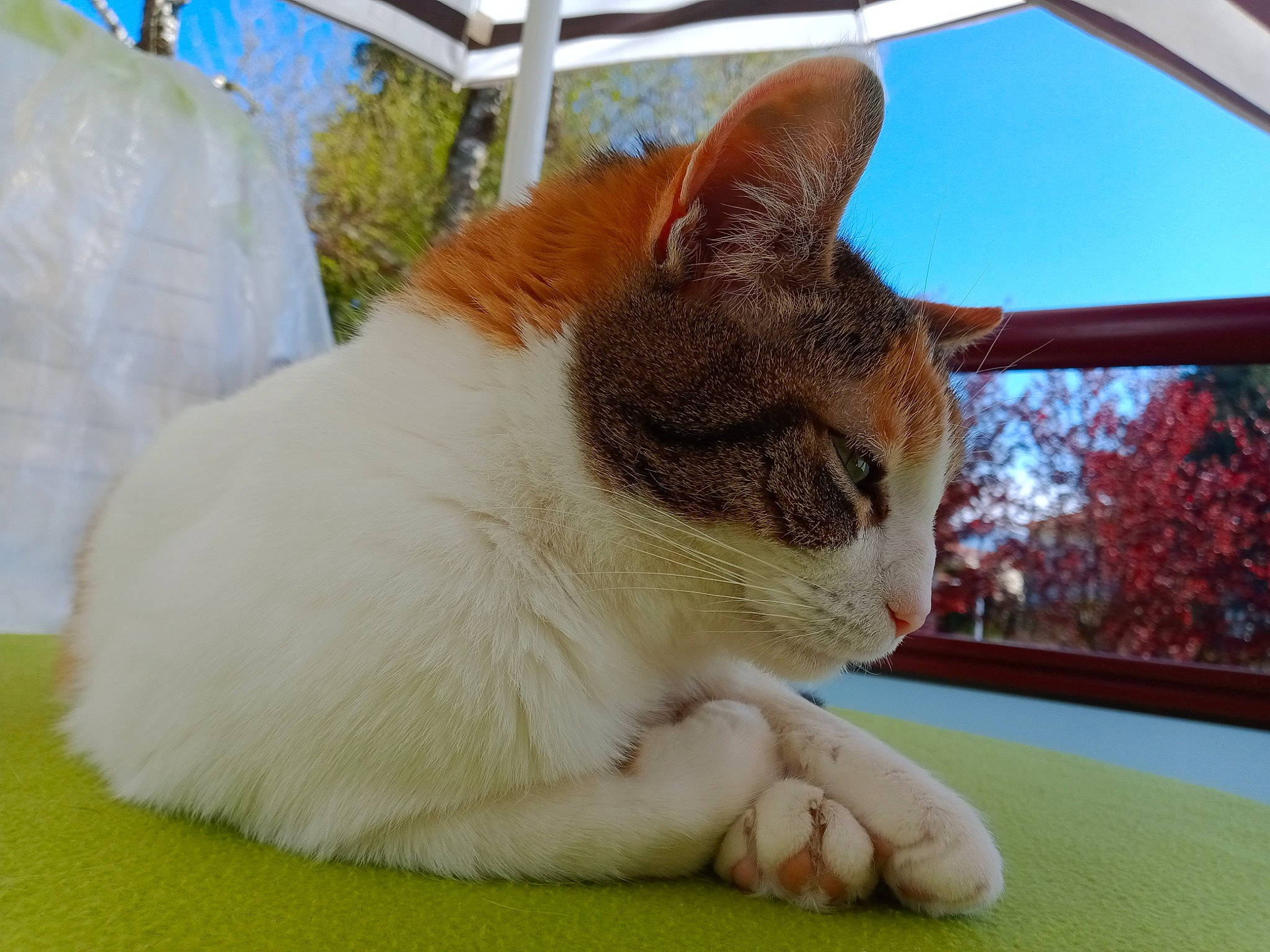 Planquita participe au concours pour gagner de l'argent avec cette photo : carnivore, cat, claw, domestic_short_haired_cat, fawn, felidae, foot, fur, grass, leg, paw, plant, sky, small_to_medium_sized_cats, snout, tail, tree, whiskers, window, wood