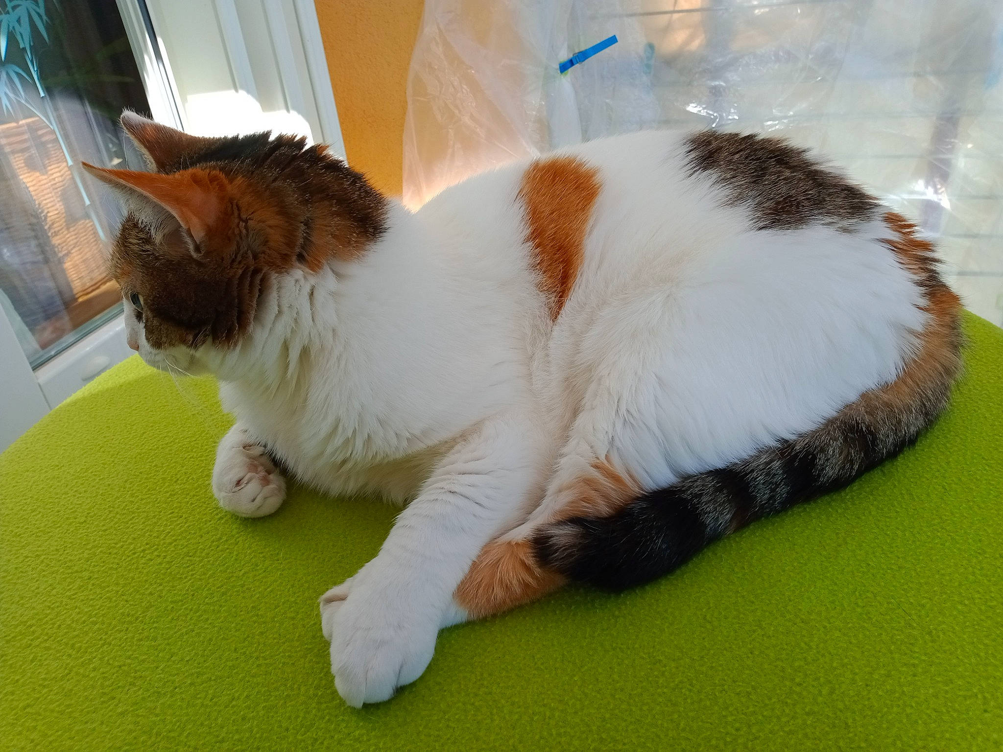 Planquita a rejoint le concours — aidez-le/la à gagner de superbes lots ! carnivore, cat, claw, comfort, companion_dog, domestic_short_haired_cat, eye, fawn, felidae, flooring, foot, fur, grass, paw, plant, small_to_medium_sized_cats, snout, tail, terrestrial_animal, whiskers