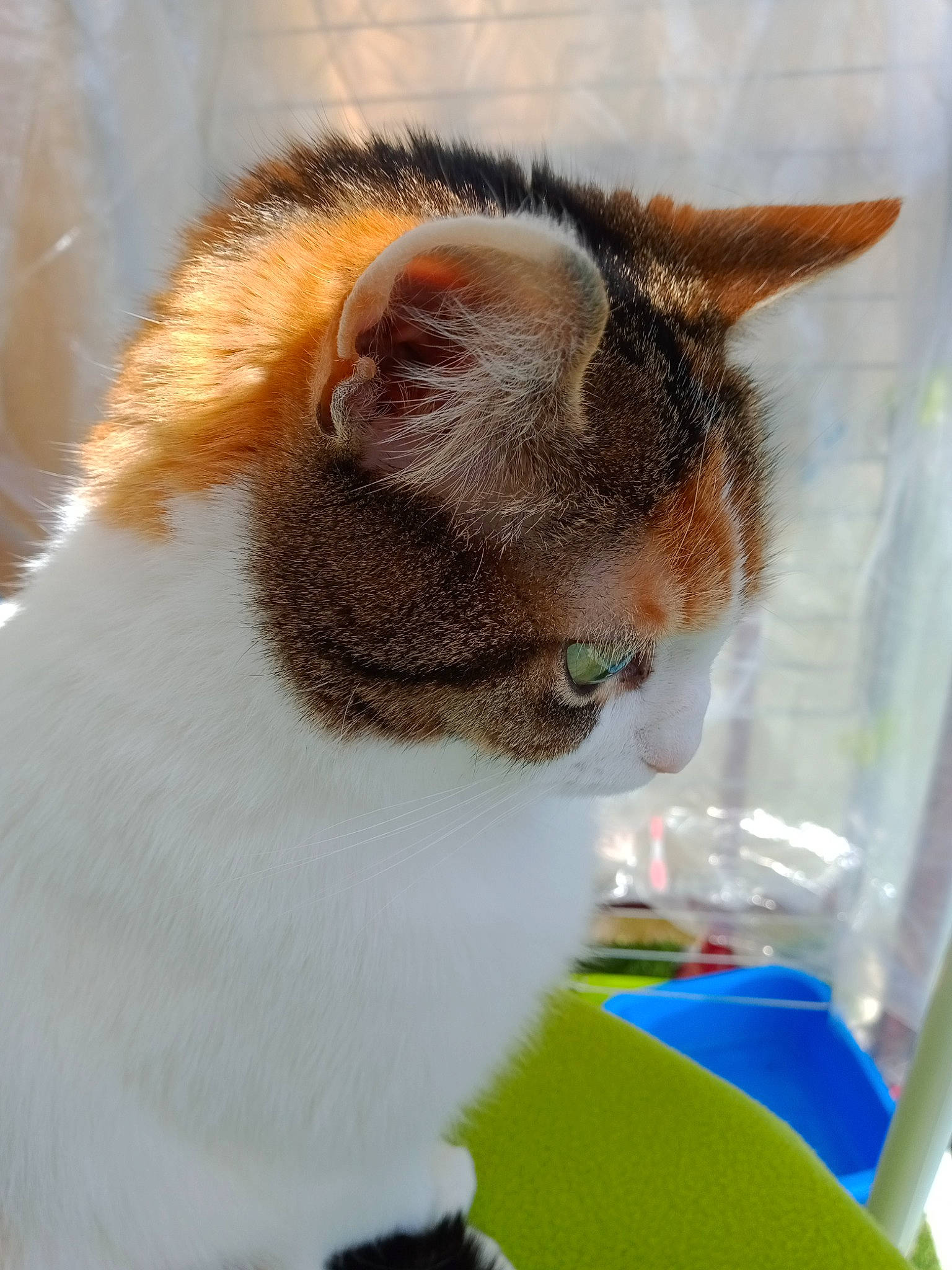 Planquita participe au concours pour gagner de l'argent avec cette photo : carnivore, cat, cat_supply, collar, domestic_short_haired_cat, felidae, fur, pet_supply, small_to_medium_sized_cats, snout, tail, whiskers