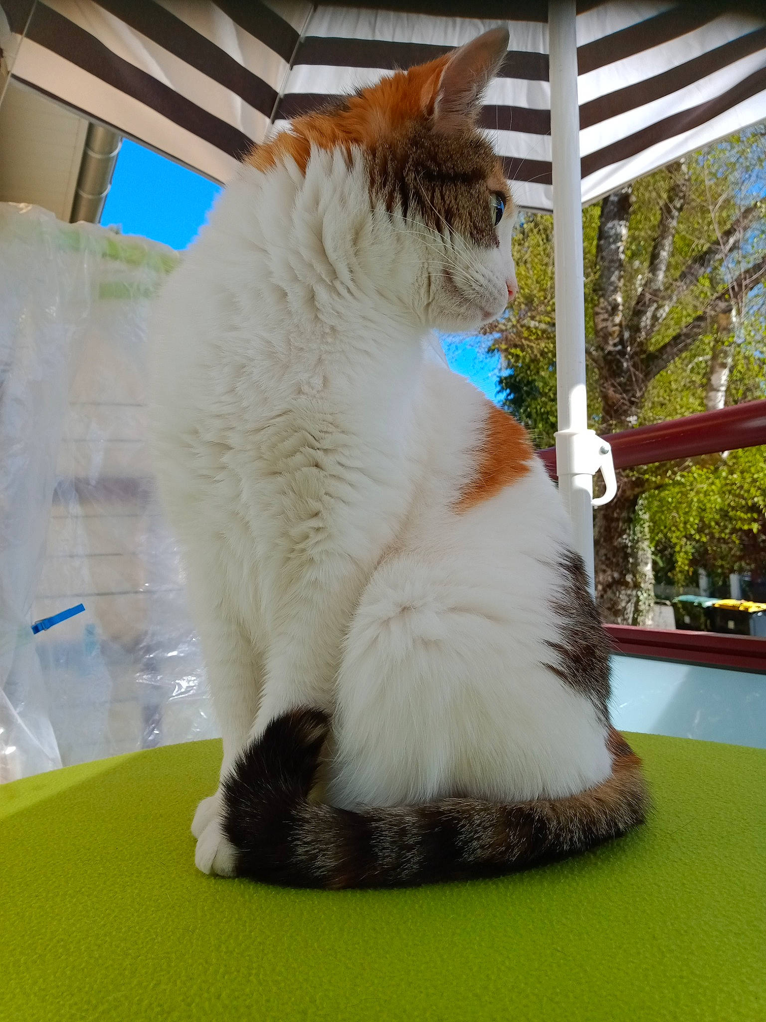 Planquita a rejoint le concours — aidez-le/la à gagner de superbes lots ! carnivore, cat, claw, domestic_short_haired_cat, fawn, felidae, flooring, fur, grass, paw, plant, small_to_medium_sized_cats, snout, tail, whiskers, window