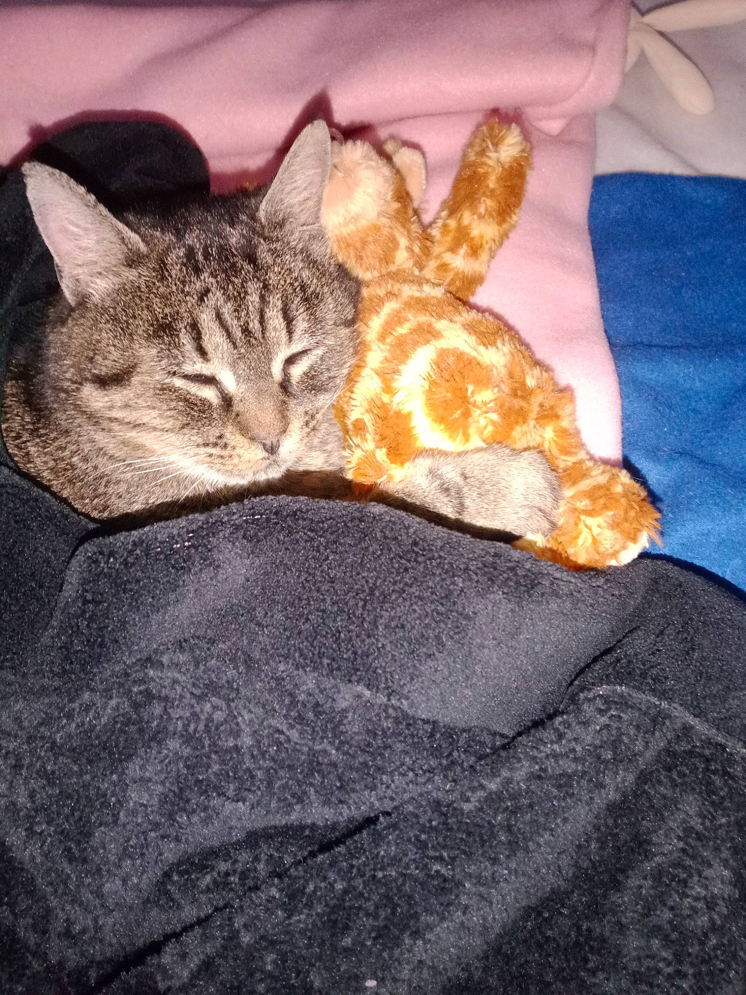 Petitona participe au concours pour gagner de l'argent avec cette photo : bed, carnivore, cat, claw, comfort, couch, domestic_short_haired_cat, eye, fawn, felidae, fur, gesture, leg, linens, paw, small_to_medium_sized_cats, snout, tail, terrestrial_animal, whiskers