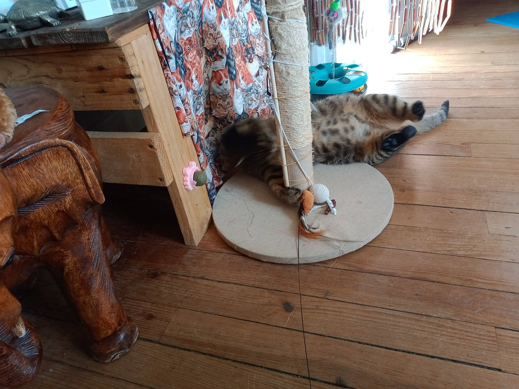 Petitona a rejoint le concours — aidez-le/la à gagner de superbes lots ! art, carnivore, cat, comfort, felidae, floor, flooring, foot, hardwood, human_leg, interior_design, laminate_flooring, porch, small_to_medium_sized_cats, tail, tree, whiskers, wood, wood_flooring, wood_stain