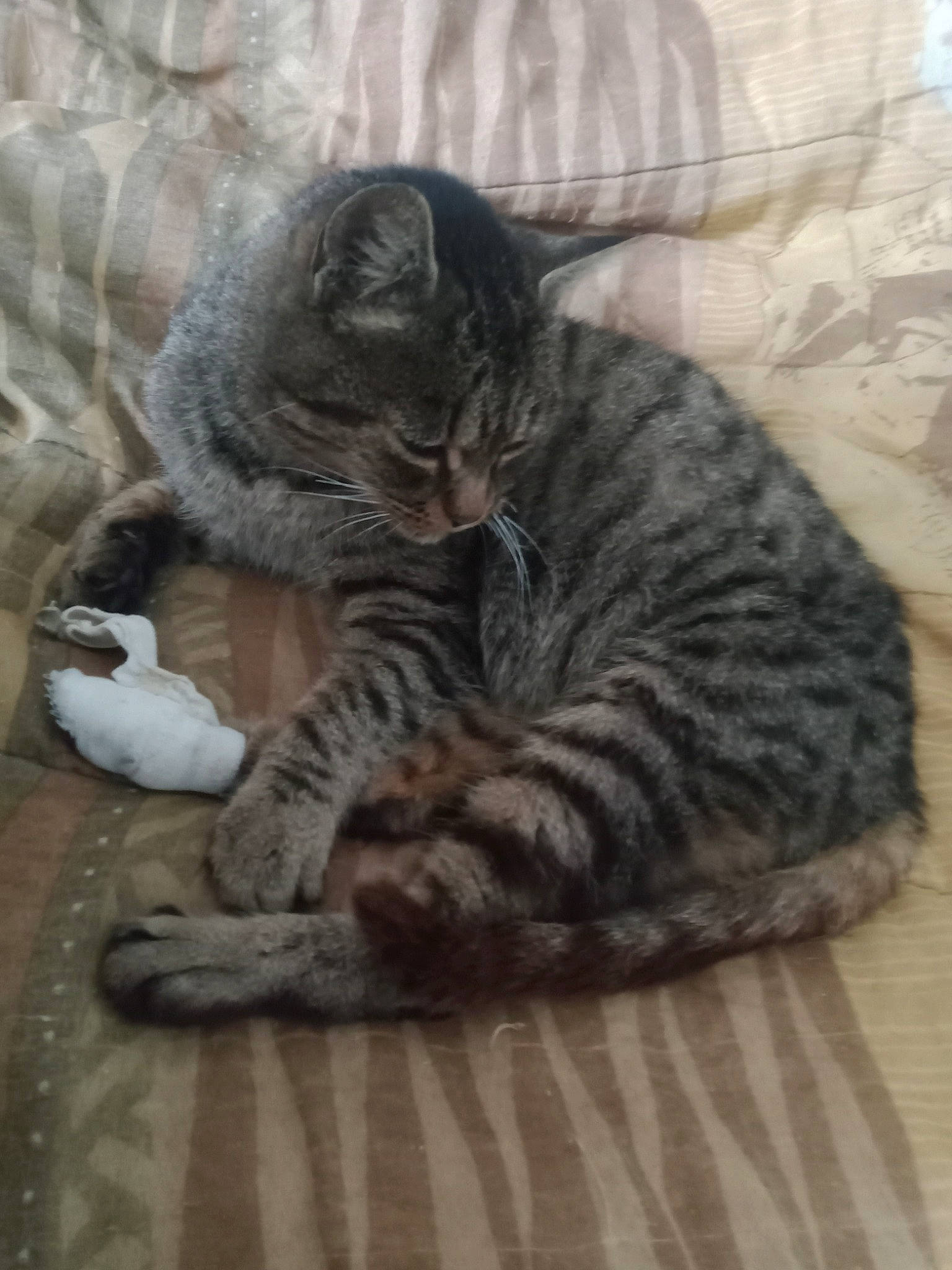 Petitona participe au concours pour gagner de l'argent avec cette photo : carnivore, cat, claw, comfort, domestic_short_haired_cat, eye, felidae, flooring, fur, grey, nap, paw, sleep, small_to_medium_sized_cats, snout, tail, terrestrial_animal, whiskers, wood