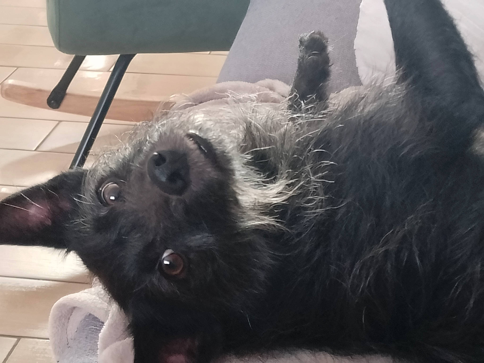 Carlos a rejoint le concours — aidez-le/la à gagner de superbes lots ! canidae, carnivore, chair, claw, comfort, companion_dog, dog, dog_breed, ear, fur, liver, paw, puppy, small_to_medium_sized_cats, snout, sporting_group, terrestrial_animal, whiskers, working_animal