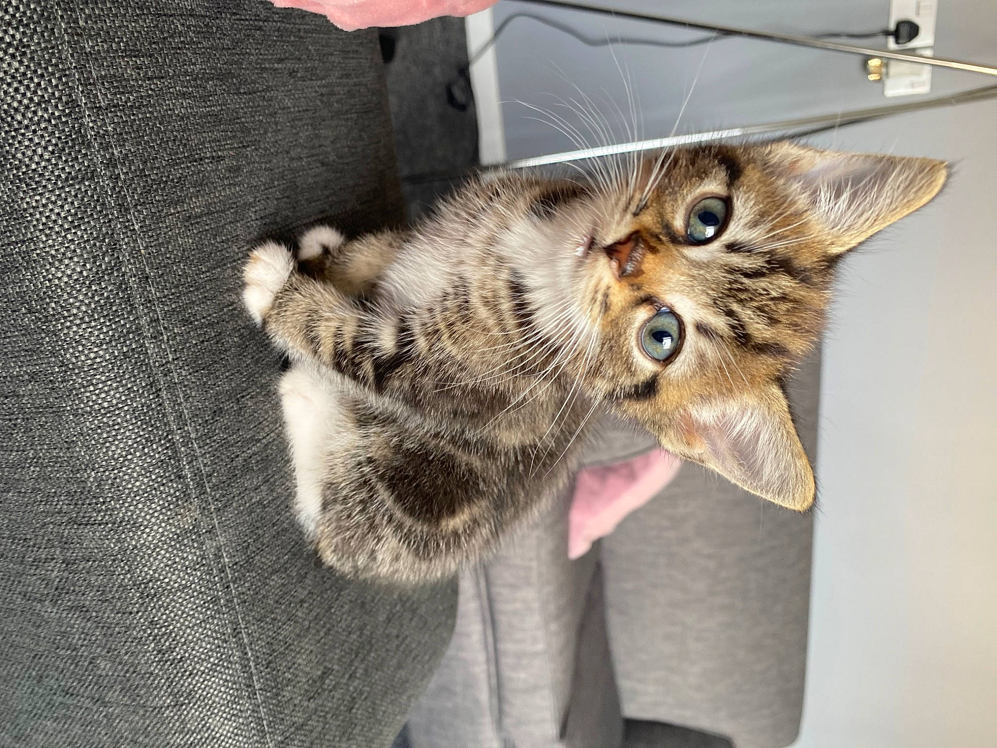 Toby is registered to the contest to win money with this photo: bag, carnivore, cat, claw, domestic_short_haired_cat, ear, fashion_accessory, fawn, felidae, fur, gesture, leash, luggage_and_bags, paw, small_to_medium_sized_cats, snout, tail, whiskers, wildlife, woven_fabric