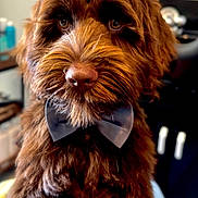 Teddy Bear joined the competition — help win amazing prizes! adorable, animal, bow_tie, brown, close_up, companion, cute, dog, domestic_animal, expression, face, fluffy, friendly, furry, home, indoors, looking, mammal, pet, portrait