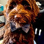 adorable, animal, bow_tie, brown, close_up, companion, cute, dog, domestic_animal, expression, face, fluffy, friendly, furry, home, indoors, looking, mammal, pet, portrait