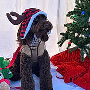 Teddy Bear is registered to the contest to win money with this photo: dog, brown_dog, reindeer_hat, holiday_costume, christmas_tree, christmas_lights, plush_toy, blanket, festive, indoors, decorations, pet, cute, seasonal, red_leash, fur, sitting, holiday_spirit, warm, cozy