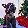 dog, brown_dog, reindeer_hat, holiday_costume, christmas_tree, christmas_lights, plush_toy, blanket, festive, indoors, decorations, pet, cute, seasonal, red_leash, fur, sitting, holiday_spirit, warm, cozy