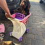 boots, brown_dog, car, casual, curious_expression, dog, human_hand, outdoor, paved_driveway, person, pet, pink_cart, playful, purple_wheels, relaxed, shadow, small_cart, sunlight, toy_shopping_cart, transport