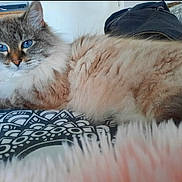 Praline participe au concours pour gagner de l'argent avec cette photo : cat, blue_eyes, fluffy, bedspread, patterned, indoor, feline, fur, resting, pet, animal, close_up, laying_down, domestic_cat, whiskers, ears, nose, soft_texture, cute, relaxed