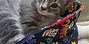Arlo a rejoint le concours — aidez-le/la à gagner de superbes lots ! animal, basket, blanket, cat, colorful, comic_pattern, cozy, cushion, cute, ears, fabric, fur, gray_cat, indoor, kitten, pet, soft, tabby, whiskers, wide_eyes