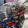 animal, basket, blanket, cat, colorful, comic_pattern, cozy, cushion, cute, ears, fabric, fur, gray_cat, indoor, kitten, pet, soft, tabby, whiskers, wide_eyes