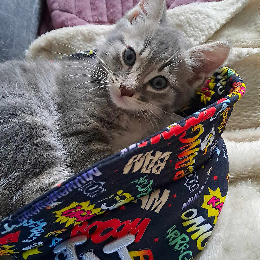 Arlo