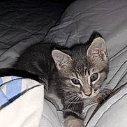 Arlo participe au concours pour gagner de l'argent avec cette photo : animal, bed, blanket, cat, closeup, cozy, cute, ears, eyes, feline, fur, gray_tabby, indoor, kitten, paw, pet, resting, soft, whiskers, young