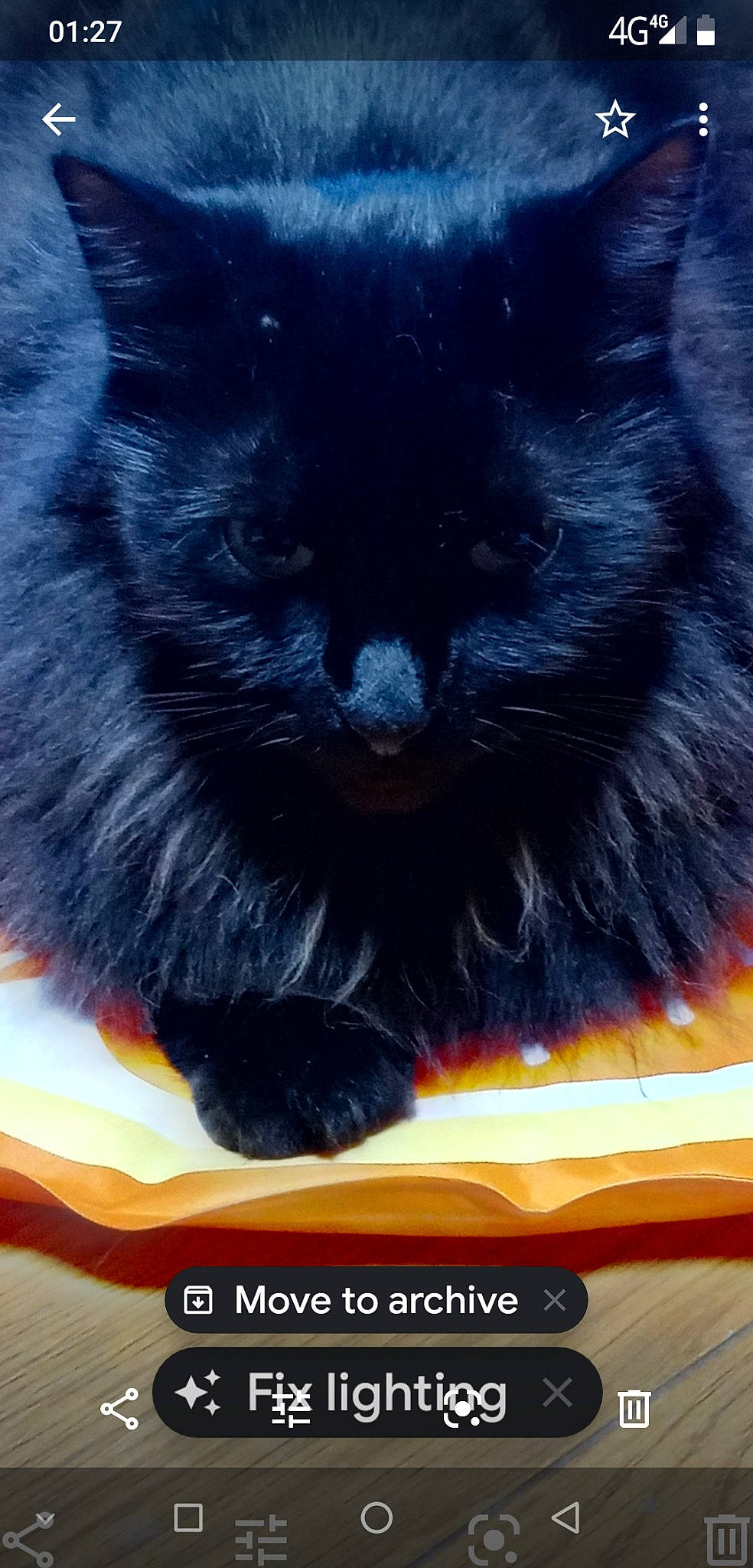 Chocolate joined the competition — help win amazing prizes! black_cat, bombay, carnivore, cat, cat_supply, claw, comfort, domestic_short_haired_cat, electric_blue, felidae, font, fur, paw, photo_caption, small_to_medium_sized_cats, snout, square, tail, terrestrial_animal, whiskers