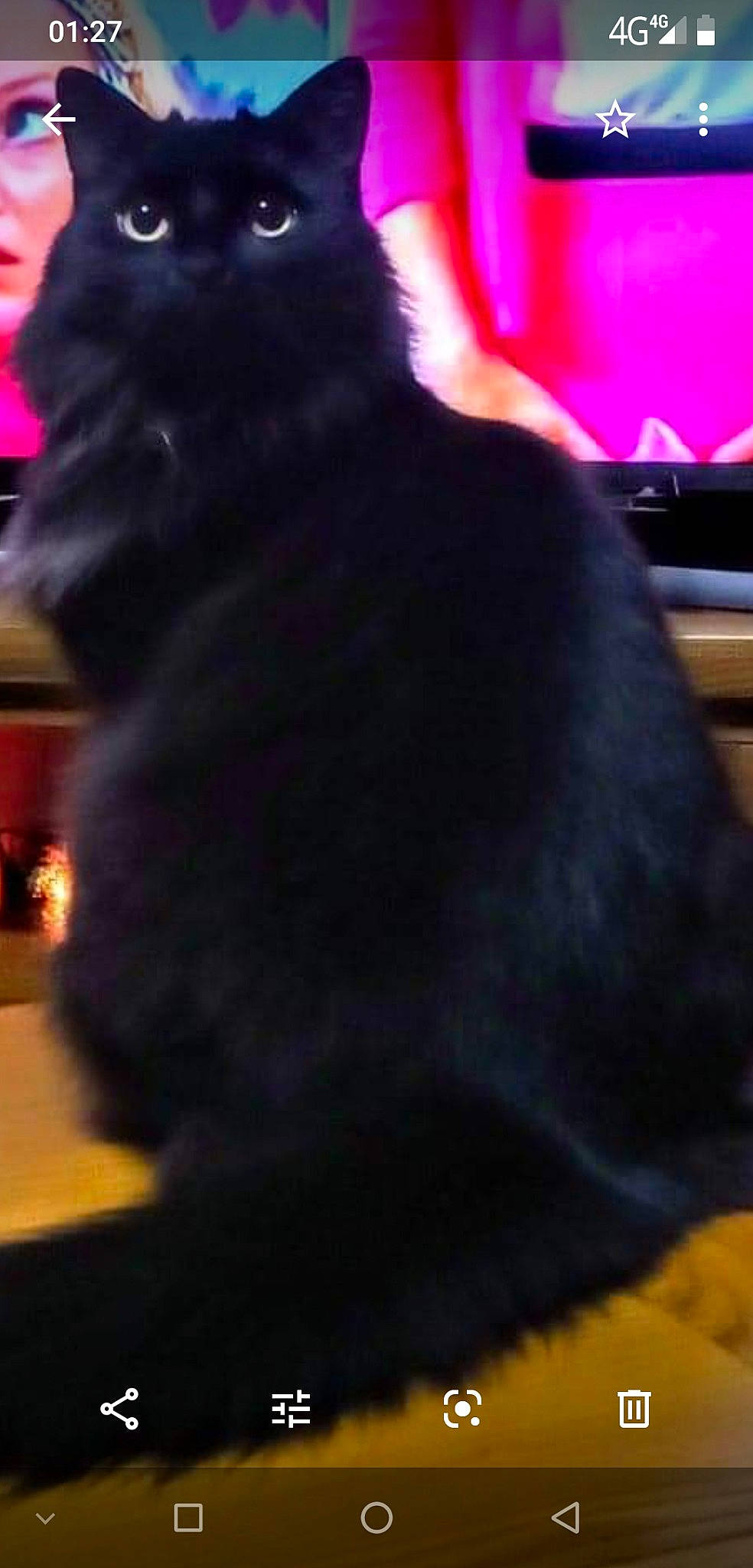 Chocolate joined the competition — help win amazing prizes! beak, black, black_cat, bombay, carnivore, cat, claw, dog_breed, domestic_short_haired_cat, eye, felidae, fur, iris, magenta, small_to_medium_sized_cats, snout, tail, television, terrestrial_animal, whiskers