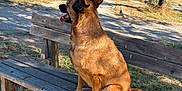 Thelma participe au concours pour gagner de l'argent avec cette photo : animal, bench, brown_dog, canine, daytime, dog, fur, grass, happy, nature, outdoor, park, pathway, pet, rural, sitting, sunlight, tongue_out, tree, wood