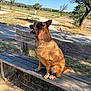 dog, bench, outdoor, park, sunlight, tree, grass, pathway, brown_dog, pet, animal, nature, canine, sitting, daytime, fur, tongue_out, wood, rural, happy