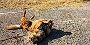 Thelma participe au concours pour gagner de l'argent avec cette photo : dog, outdoor, sunlight, gravel, building, garage_door, door, grass, shadow, leash, animal, pet, happy, playful, sunny, daytime, brown_dog, fur, resting, relaxed