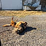 dog, outdoor, sunlight, gravel, building, garage_door, door, grass, shadow, leash, animal, pet, happy, playful, sunny, daytime, brown_dog, fur, resting, relaxed