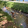 dog, water, creek, grass, trees, leash, nature, sunlight, shadow, outdoor, lake, animal, pet, summer, park, greenery, walking, happy, canine, shallow_water