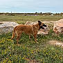 dog, brown_dog, grass, yellow_flowers, rocks, outdoor, field, panting, tongue_out, canine, nature, animal, pet, daylight, cloudy_sky, side_view, mammal, walking, landscape, wildflowers