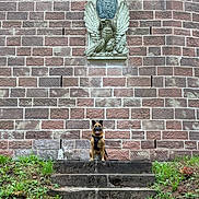 Thelma a rejoint le concours — aidez-le/la à gagner de superbes lots ! animal, architecture, brick_wall, canine, dog, eagle, grass, greenery, harness, historic, medallion, nature, outdoor, pet, portrait, sculpture, sitting, steps, stone, wall_art