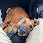 Thelma participe au concours pour gagner de l'argent avec cette photo : dog, brown_dog, car_interior, floor_mat, pet, animal, canine, resting, looking_up, close_up, legs, pants, travel, companion, domestic_animal, seat, vehicle, relaxed, indoor, casual