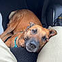 dog, brown_dog, car_interior, floor_mat, pet, animal, canine, resting, looking_up, close_up, legs, pants, travel, companion, domestic_animal, seat, vehicle, relaxed, indoor, casual