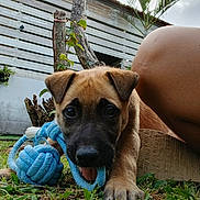 Livai participe au concours pour gagner de l'argent avec cette photo : puppy, dog, grass, toy, blue_rope, playful, outdoor, tree, wooden_fence, human_leg, pet, close_up, nature, animal, chewing, young_dog, daylight, brown_dog, cute, garden