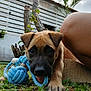 puppy, dog, grass, toy, blue_rope, playful, outdoor, tree, wooden_fence, human_leg, pet, close_up, nature, animal, chewing, young_dog, daylight, brown_dog, cute, garden