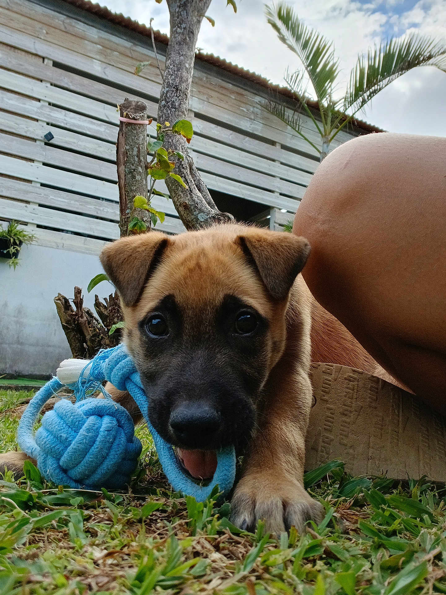 Livai